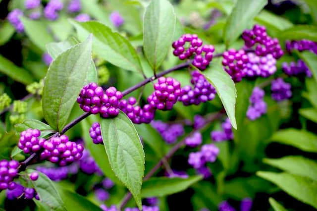 Callicarpa is also called the candy tree. But beware, its berries are not edible.