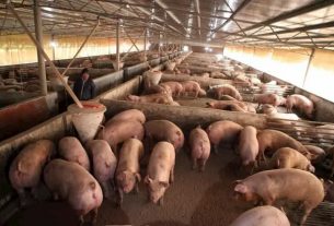 China finds worrying swine flu virus capable of causing pandemic