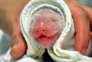 Photo released on June 29 by the Taipei Zoo of a baby panda born June 28 in Taiwan.