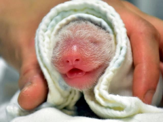 Photo released on June 29 by the Taipei Zoo of a baby panda born June 28 in Taiwan.