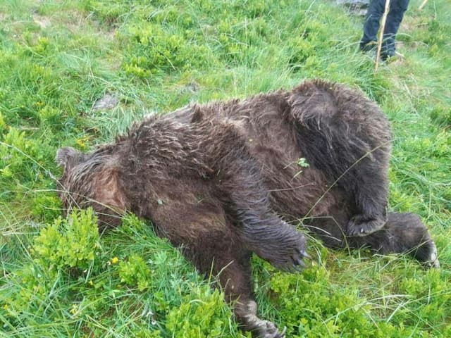 Bear shot dead in the Ariège, Pyrenees