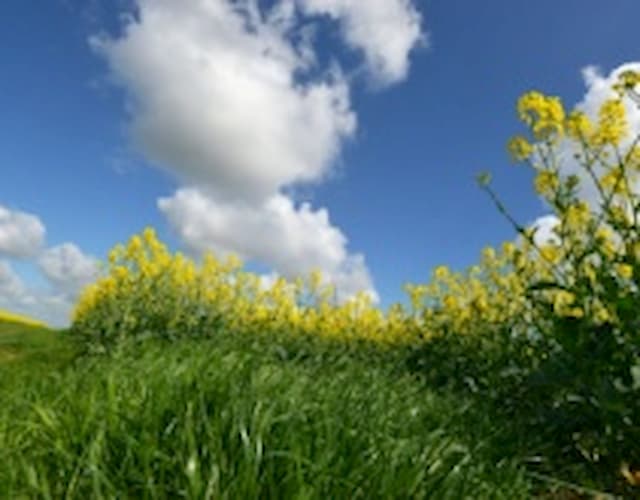 Weather and Health: Pollens and allergies