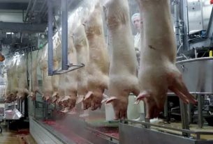 At least 50 slaughterhouse employees tested positive for coronavirus in Belgium