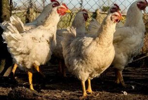 France places 45 departments on alert for bird flu