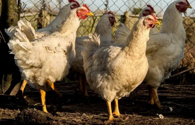 France places 45 departments on alert for bird flu
