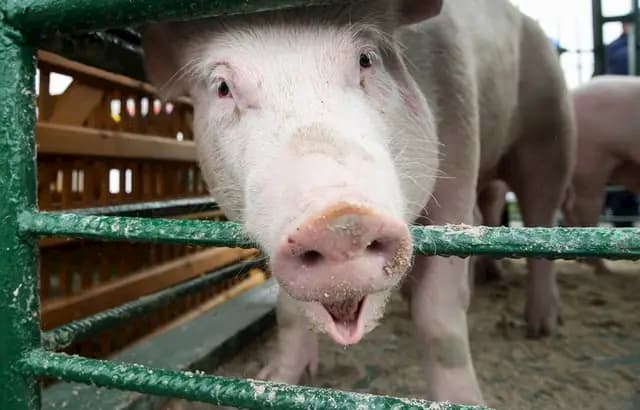 Canada discover first case of swine flu in a human