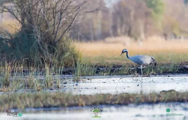 Common crane on the Cousseau pond estate, in the Médoc - Cousseau National Nature Reserve
