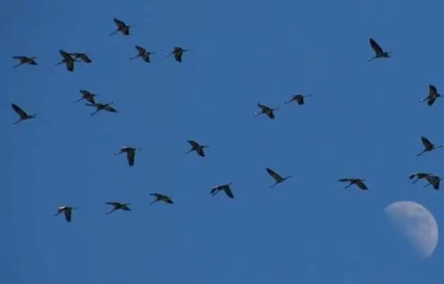 Common Cranes flying across the Nouvelle-Aquitaine