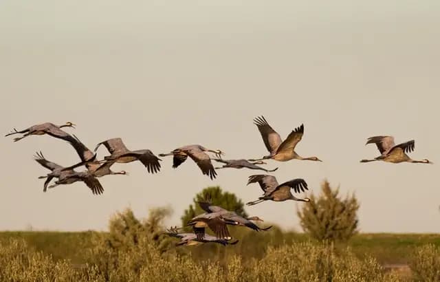 The Common Cranes come to the Nouvelle-Aquitaine for the winter