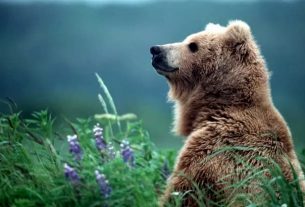 A brown bear like those who live in the Pyrenees