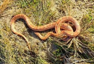 An impressive snake discovered in a dune in Vendée