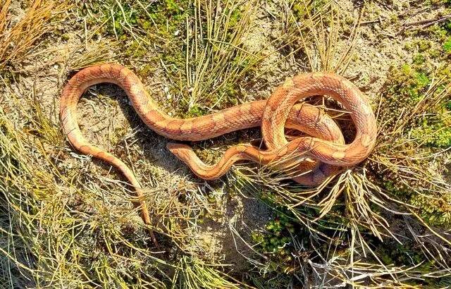 An impressive snake discovered in a dune in Vendée