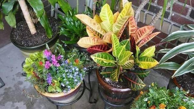 Pot plants on the balcony