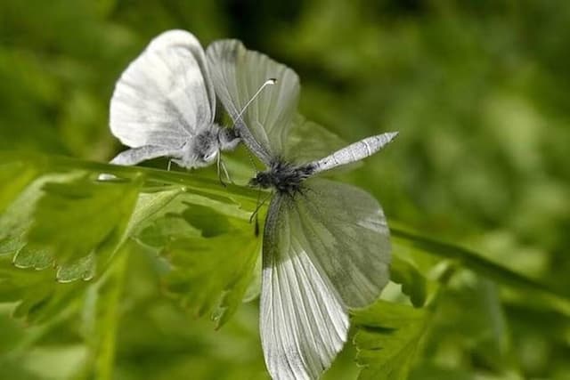 Butterflies in deep conversation