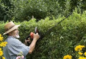 Branches, hedges and brambles… What should you do if your neighbour's plants encroach on your property?