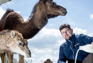 Camel milk produced in the North of France