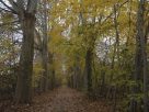 Néosylva wants to boost French wood by resuscitating the countless small private forests