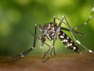Mosquito-Borne Viruses on the Rise: France Faces an Unprecedented Health Threat