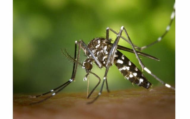 Mosquito-Borne Viruses on the Rise: France Faces an Unprecedented Health Threat