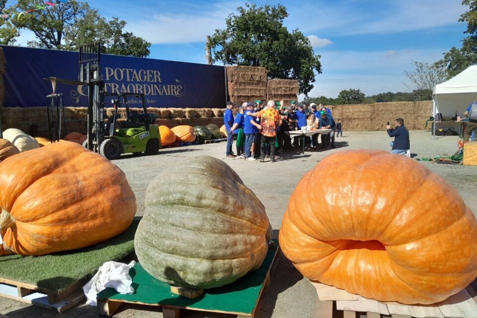 A pumpkin weighing 774.50 kg wins the Incredible Vegetables in Vendée competition