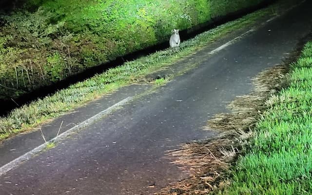 Charente: The Wallaby on the Run Seen this Friday morning in Jurignac!