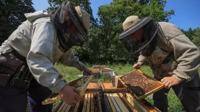 ‘Bees Starving’ in Disastrous year for French Honey