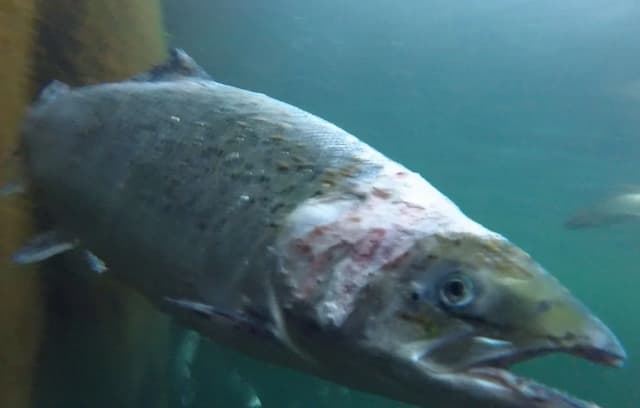 “Farmed Salmon are Stacked like Battery Chickens”… The Submerged Side of the French’s Favorite Fish