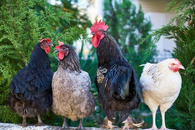 A Practical Guide for Expats and Families of keeping chickens in France