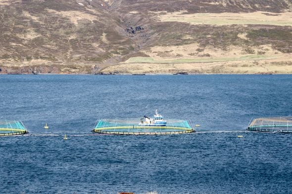 View of a salmon farm in the Austurland region, on the Icelandic side. 