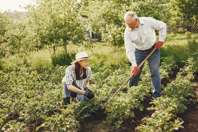 Grow, Save, Thrive: How a Simple French Vegetable Garden Can Beat Rising Food Costs