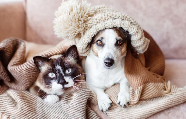 How to Keep Your Dog and Cat Warm and Safe This Winter: Essential Tips