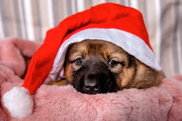 Winter Health Issues in Pets: How to Spot and Treat Common Cold-Related Conditions