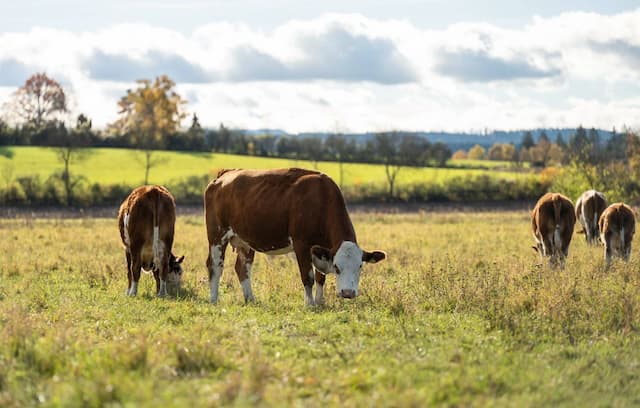 No less than 40,000 Small Farms have Disappeared in Three Years in France, warns a Study