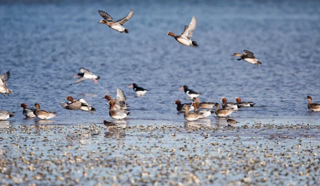 EU Bird Flu Alert: New Pre-Pandemic Plan for H5N1 Preparedness in Europe