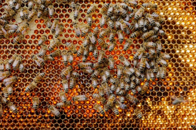 Toxic Beeswax Alert: French ANSES Warns of Deadly Insecticides Threatening Honeybees