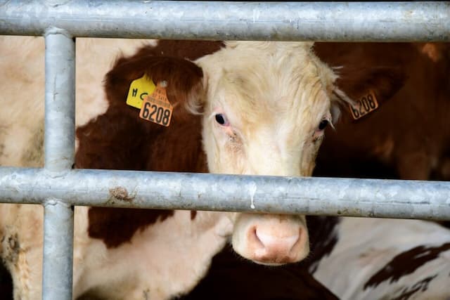 Dermatosis Nodular: clashes between Gendarmes and Demonstrators on a Farm in Doubs, What Happened?