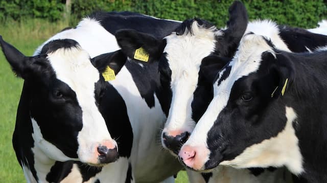 Food Prices in France Set to Rise Again in 2026