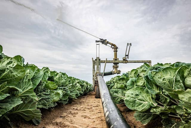 Heatwave across Europe devastates Agriculture