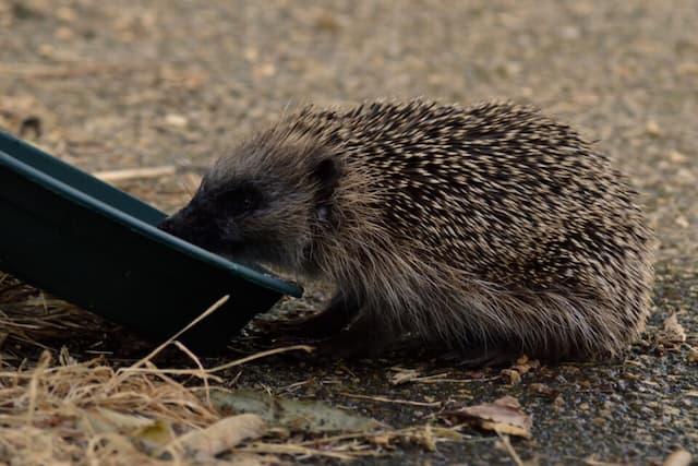 Heatwave, fires... wild animals pay a very heavy price