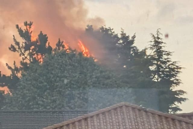 A Tree Catches Fire in the Middle of Momes after a Storm in this Loire-Atlantique Town 3 The tree caught fire after the storm in this town of Boussay, Loire-Atlantique