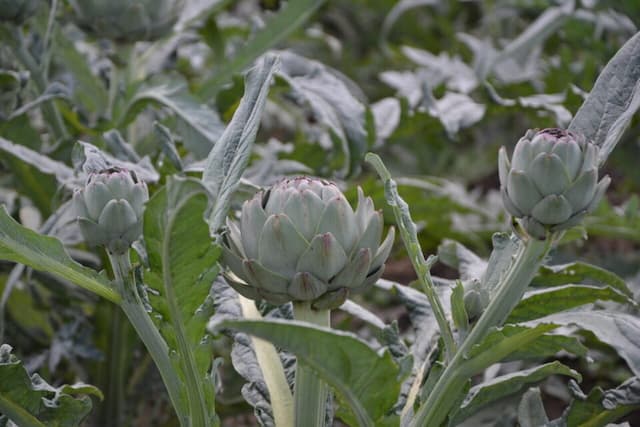 Breton Vegetable Production in Danger: Producers Warn of the Unprecedented Situation 3 Producers in Brittany suffering from lack of water
