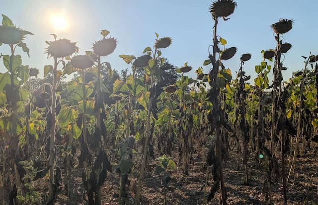 Europe’s Farm Crisis: Drought Threatens Food Supply
